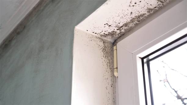 London, CA Mold Removal Company