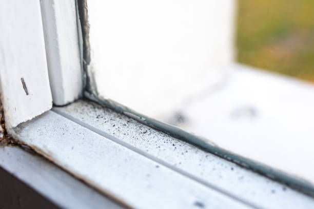 Best Mold-Related Health Consultation  in London, CA